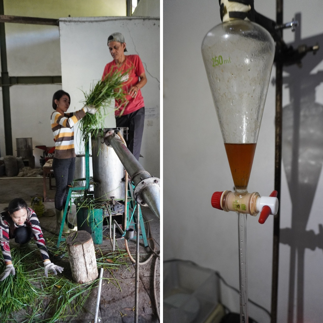 penyulingan lemongrass