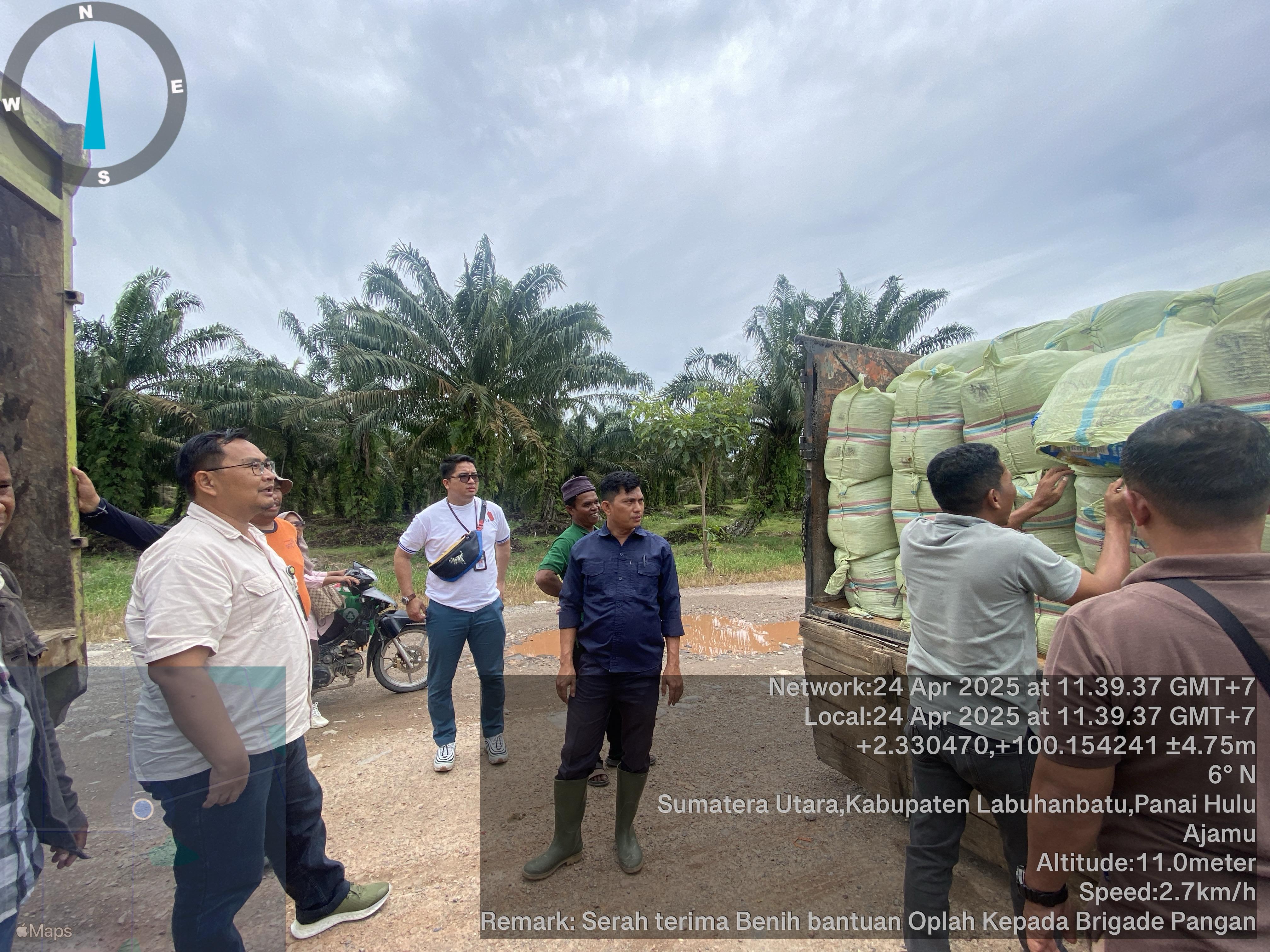 pembagian benih labuhanbatu