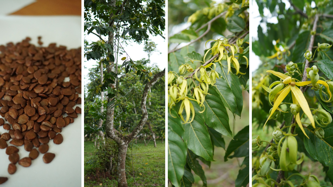 ylang ylang